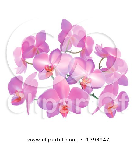 Clipart of Purple or Pink Orchid Flowers - Royalty Free Vector Illustration by AtStockIllustration