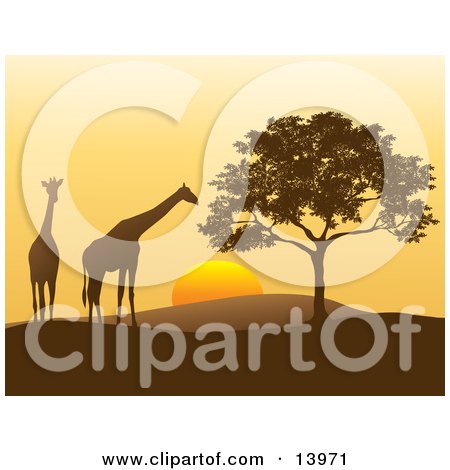 Two Giraffes and a Tree in Silhouette at Sunset in Africa Clipart Illustration by Rasmussen Images