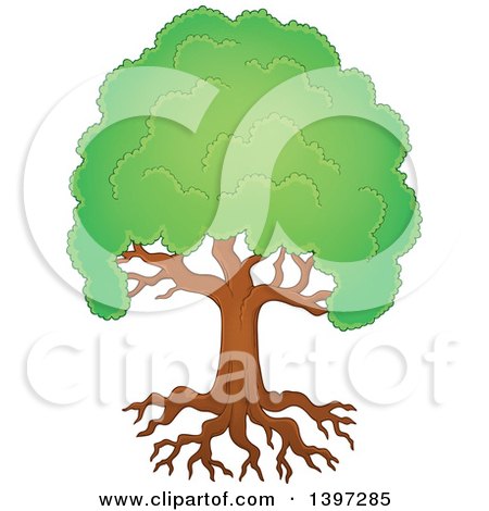 Clipart of a Lush Tree with a Green Canopy and Visible Roots - Royalty Free Vector Illustration by visekart