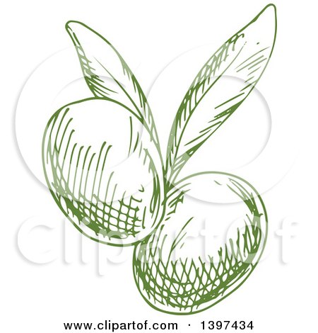 Clipart of Green Sketched Olives - Royalty Free Vector Illustration by Vector Tradition SM