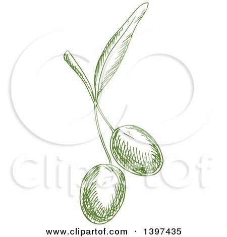 Clipart of Green Sketched Olives - Royalty Free Vector Illustration by Vector Tradition SM