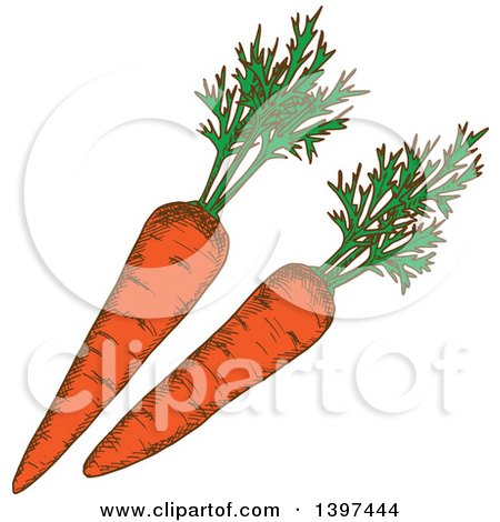 Clipart of Sketched Carrots - Royalty Free Vector Illustration by Vector Tradition SM