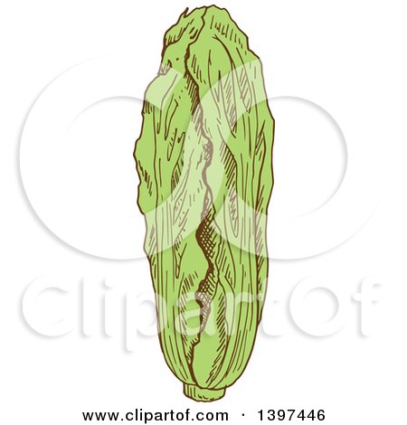 Clipart of a Sketched Cabbage - Royalty Free Vector Illustration by Vector Tradition SM