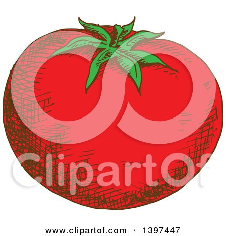 Clipart of a Sketched Tomato - Royalty Free Vector Illustration by Vector Tradition SM