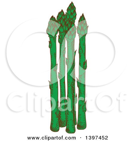 Clipart of a Sketched Group of Asparagus Stalks - Royalty Free Vector Illustration by Vector Tradition SM
