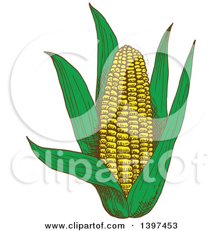 Clipart of a Sketched Ear of Corn - Royalty Free Vector Illustration by Vector Tradition SM