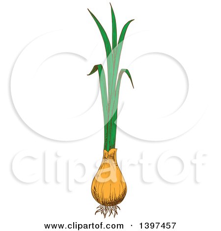 Clipart of a Sketched Green Onion - Royalty Free Vector Illustration by Vector Tradition SM