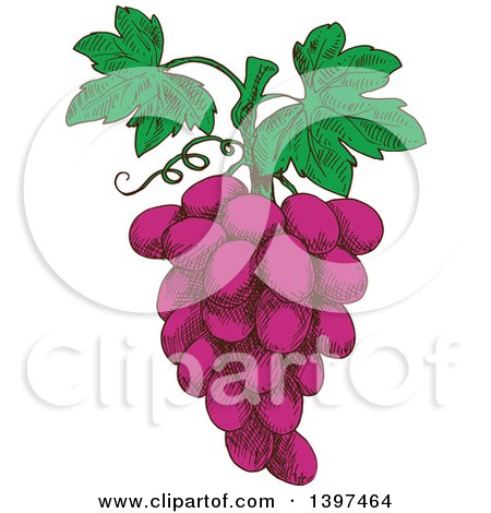 Clipart of a Sketched Bunch of Purple Grapes - Royalty Free Vector Illustration by Vector Tradition SM