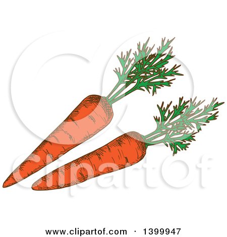 Clipart of Sketched Carrots - Royalty Free Vector Illustration by Vector Tradition SM