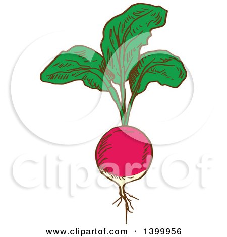 Clipart of a Sketched Radish - Royalty Free Vector Illustration by Vector Tradition SM