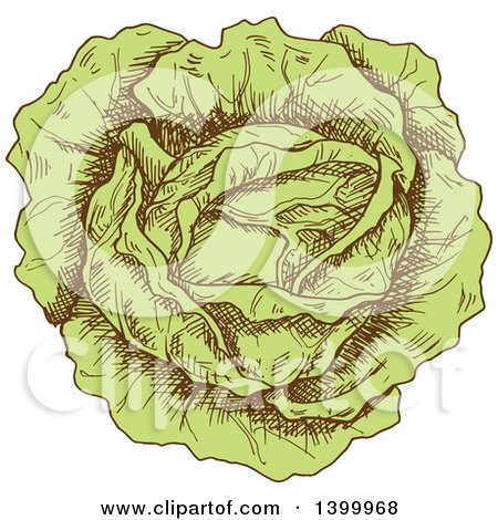 Clipart of a Sketched Cabbage - Royalty Free Vector Illustration by Vector Tradition SM