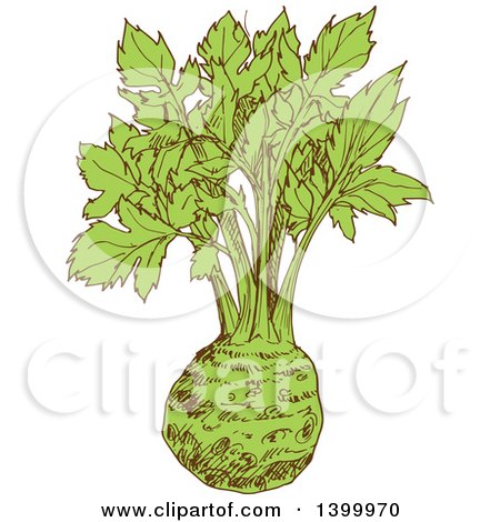 Clipart of a Sketched Celery Root - Royalty Free Vector Illustration by Vector Tradition SM