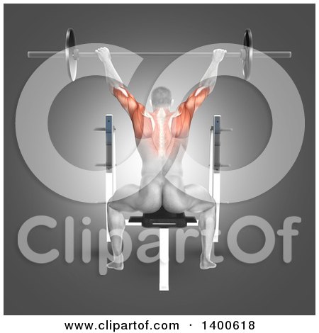 Clipart of a 3d Anatomical Male Bodybuilder Working Out, with Visible Muscles Used Doing Seated Barbell Press, on Gray - Royalty Free Illustration by KJ Pargeter