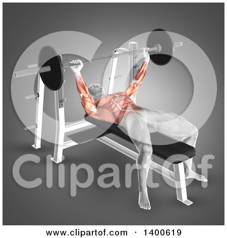 Clipart of a 3d Anatomical Male Bodybuilder Working Out, with Visible Muscles Used Doing Bench Press, on Gray - Royalty Free Illustration by KJ Pargeter