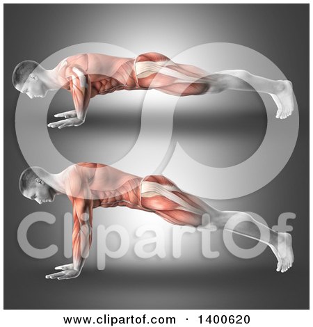 Clipart of a 3d Anatomical Male Bodybuilder Working Out, with Visible Muscles Used Doing Push Ups, on Gray - Royalty Free Illustration by KJ Pargeter
