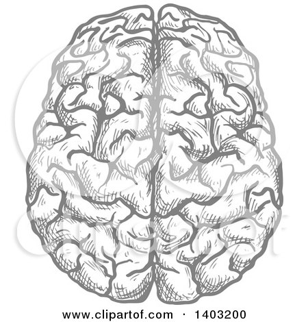 Clipart of a Sketched Gray Brain - Royalty Free Vector Illustration by Vector Tradition SM