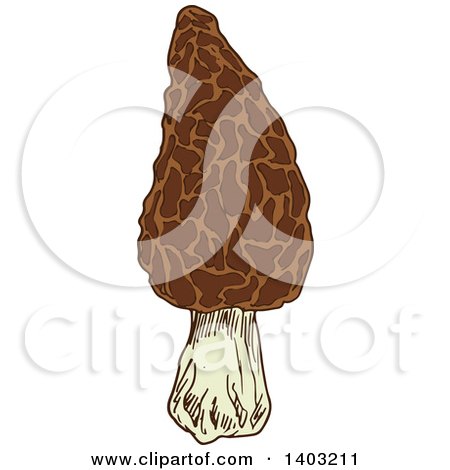 Clipart of a Sketched Morel Mushroom - Royalty Free Vector Illustration by Vector Tradition SM