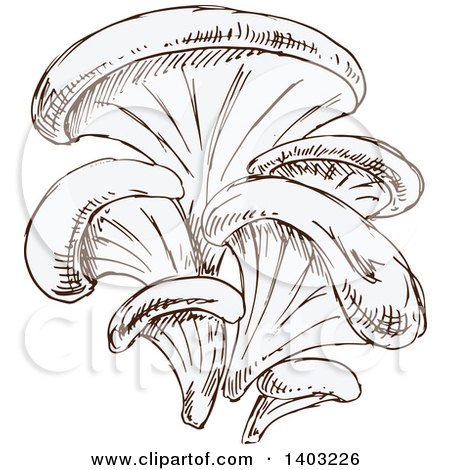 Clipart of Sketched Oyster Mushrooms - Royalty Free Vector Illustration by Vector Tradition SM