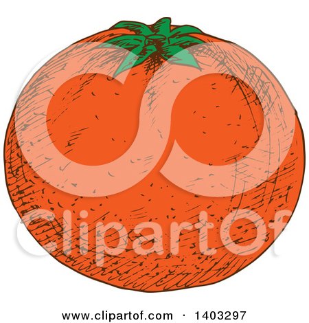 Clipart of a Sketched Navel Orange - Royalty Free Vector Illustration by Vector Tradition SM