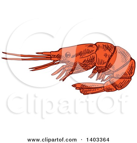 Clipart of a Sketched Shrimp - Royalty Free Vector Illustration by Vector Tradition SM