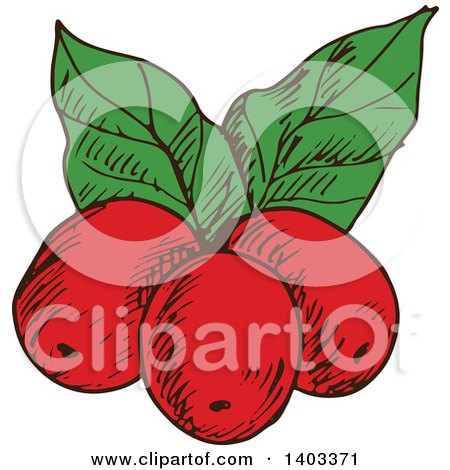 Clipart of Sketched Coffee Berries - Royalty Free Vector Illustration by Vector Tradition SM