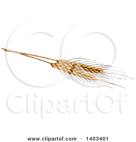 Clipart of a Sketched Wheat Stalk - Royalty Free Vector Illustration by Vector Tradition SM