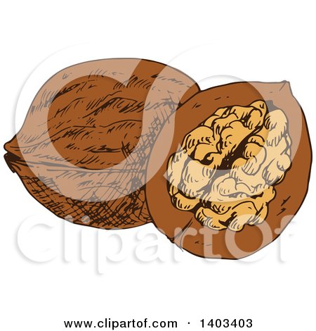 Clipart of Sketched Walnut - Royalty Free Vector Illustration by Vector Tradition SM