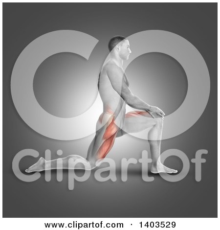 Clipart of a 3d Fit Anatomical Man Kneeling in the Iliopsoas Stretch, with Visible Leg Muscles, on Gray - Royalty Free Illustration by KJ Pargeter