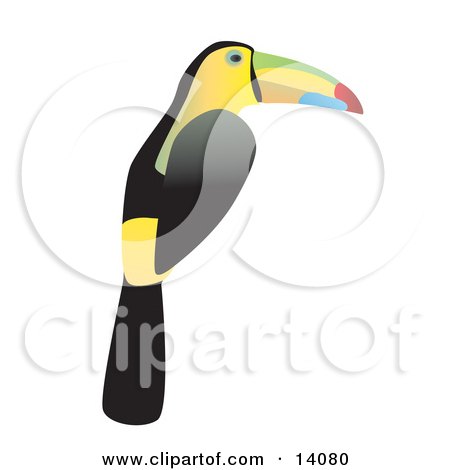 Keel-billed Toucan (Ramphastos sulfuratus) Wildlife Clipart Illustration by Rasmussen Images
