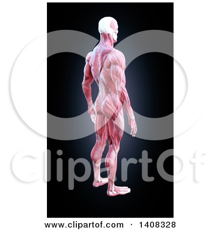 Clipart of a 3d Detailed Man with Visible Muscles - Royalty Free Illustration by Mopic
