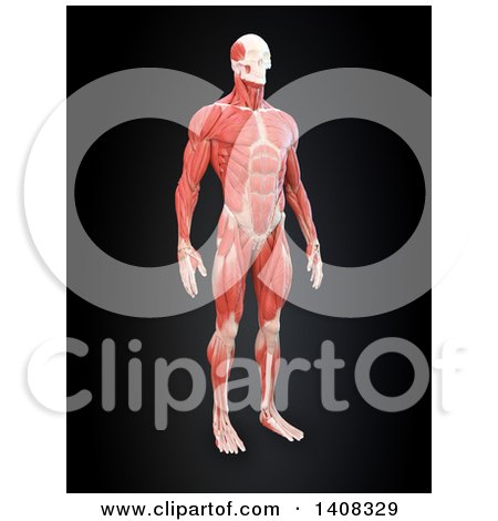Clipart of a 3d Detailed Man with Visible Muscles - Royalty Free Illustration by Mopic