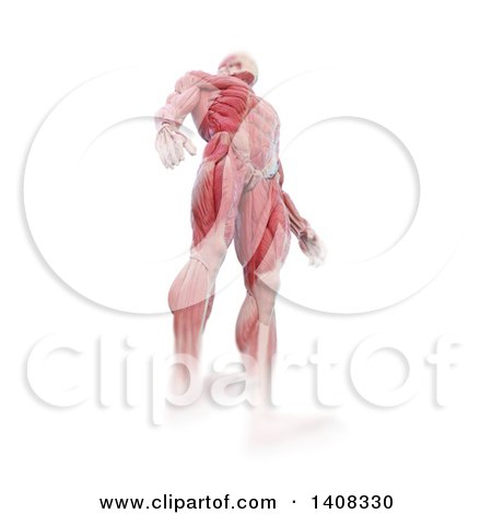 Clipart of a 3d Detailed Man with Visible Muscles, Low Angle View, on a White Background - Royalty Free Illustration by Mopic