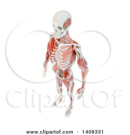 Clipart of a 3d Detailed Man with Visible Skeleton and Deep Muscles, on a White Background - Royalty Free Illustration by Mopic