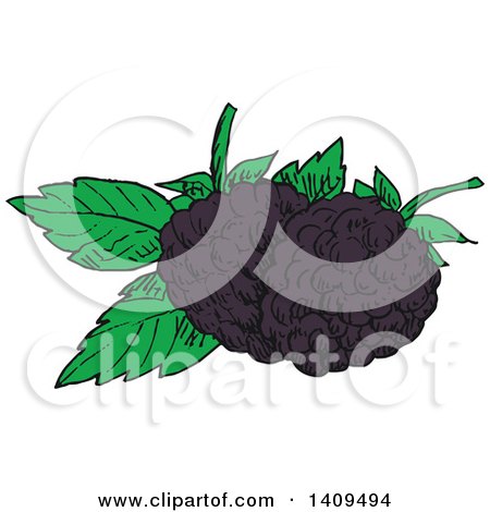 Clipart of Sketched Blackberries and Leaves - Royalty Free Vector Illustration by Vector Tradition SM