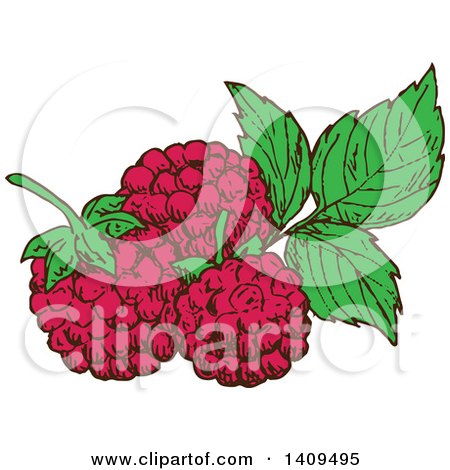 Clipart of Sketched Raspberries and Leaves - Royalty Free Vector Illustration by Vector Tradition SM