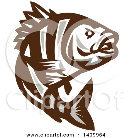 Clipart of a Retro Brown and White Jumping Sheepshead Fish - Royalty Free Vector Illustration by patrimonio