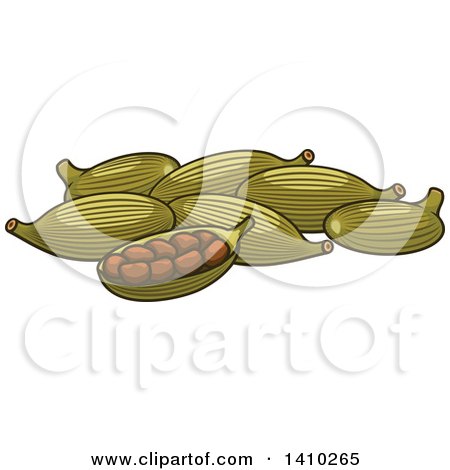 Clipart of Cardamom Culinary Herb Spice - Royalty Free Vector Illustration by Vector Tradition SM