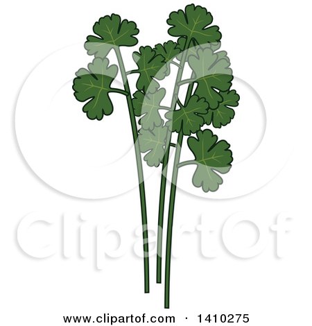 Clipart of a Culinary Herb Spice - Cilantro - Royalty Free Vector Illustration by Vector Tradition SM