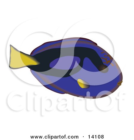 Regal Tang Fish Wildlife Clipart Illustration by Rasmussen Images