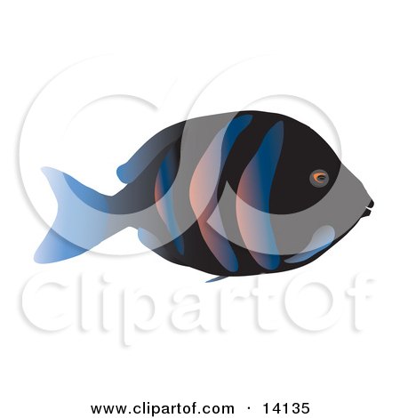 Tropical Fish With a Black Base, Stripes and a Blue Tail Fin Wildlife Clipart Illustration by Rasmussen Images
