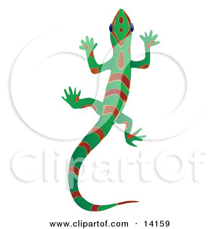 Green Gecko Lizard With Red Stripes and Patterns Over a White Background Wildlife Clipart Illustration by Rasmussen Images