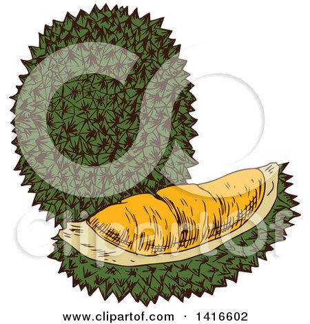 Clipart of a Sketched Durian Fruit - Royalty Free Vector Illustration by Vector Tradition SM