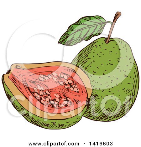 Clipart of a Sketched Guava - Royalty Free Vector Illustration by Vector Tradition SM