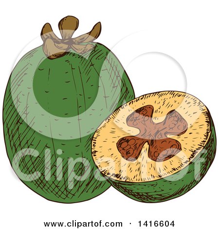 Clipart of a Sketched Pineapple Guava - Royalty Free Vector Illustration by Vector Tradition SM