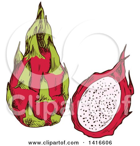 Clipart of a Sketched Dragon Fruit - Royalty Free Vector Illustration by Vector Tradition SM
