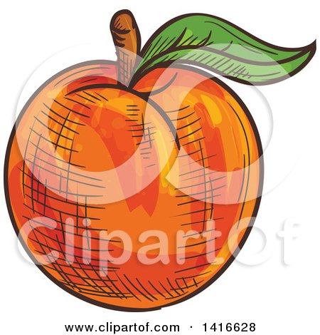 Clipart of a Sketched Apricot Peach or Nectarine - Royalty Free Vector Illustration by Vector Tradition SM