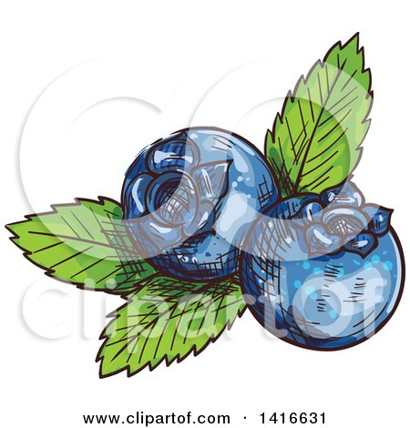 Clipart of Sketched Blueberries - Royalty Free Vector Illustration by Vector Tradition SM