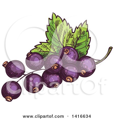 Clipart of Sketched Black Currants - Royalty Free Vector Illustration by Vector Tradition SM