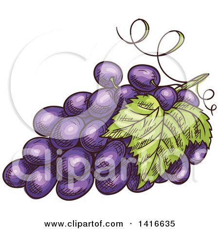 Clipart of a Sketched Bunch of Grapes - Royalty Free Vector Illustration by Vector Tradition SM
