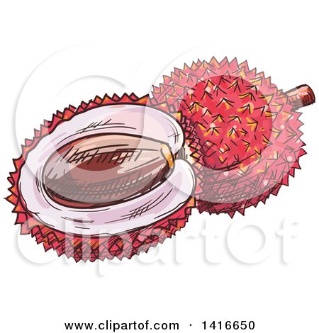 Clipart of a Sketched Lychee - Royalty Free Vector Illustration by Vector Tradition SM